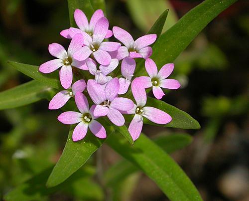 Tiny Trumpet, Slenderleaf Collomia, Narrowleaf Mountaintrumpet (Collomia linearis)
