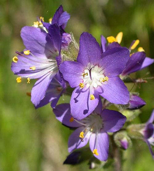 Western Jacob's Ladder <I>(Polemonium occidentale)