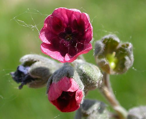 Hound's Tongue, Gypsyflower (Cynoglossum officinale)