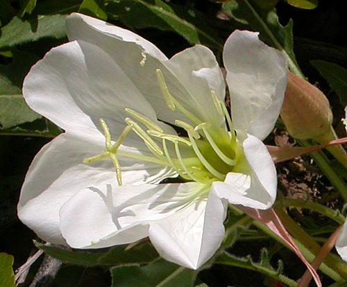 Tufted Evening Primrose (Oenothera caespitosa)