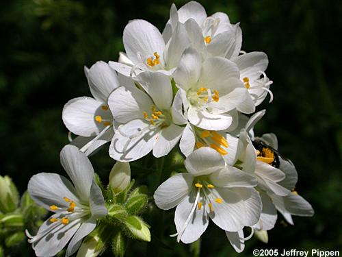 Leafy Jacob's Ladder (Polemonium foliosissimum)