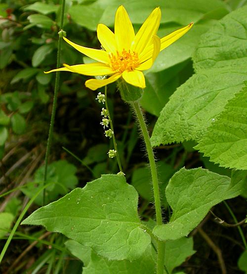 Heartleaf Arnica (Arnica cordifolia)