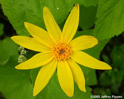 Heartleaf Arnica (Arnica cordifolia)