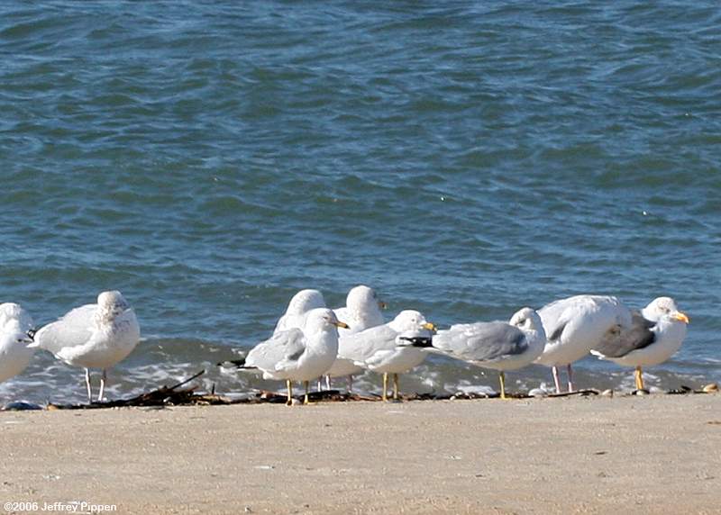 Gulls on the beach