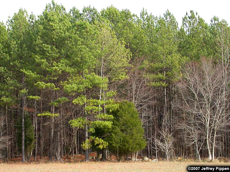 Loblolly pine forest