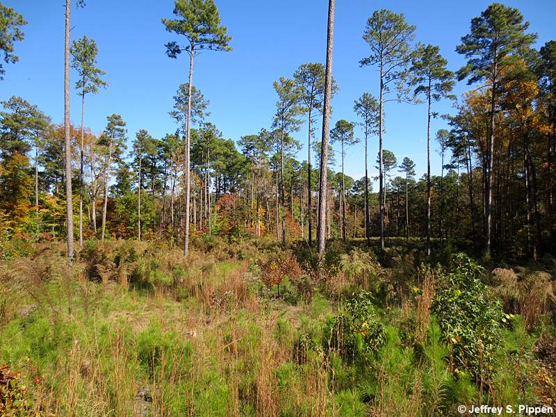 Loblolly Pine Seed Tree Harvest