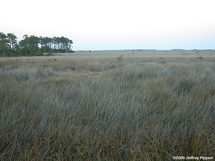 Saltwater Marsh near Wanchese, NC
